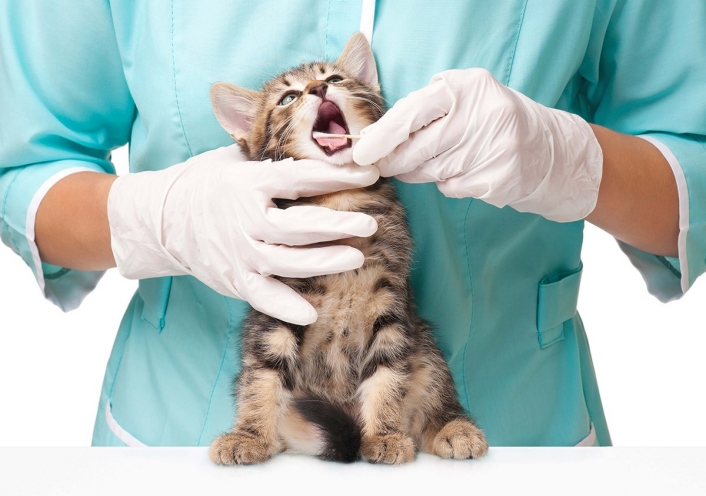 What Is a Veterinarian Clinic in New York Area? post thumbnail image